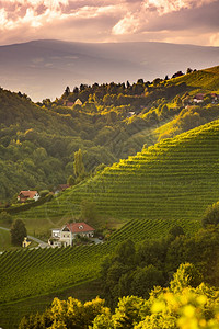 葡萄山日落和景观的葡萄园排在奥地利农村莱布尼茨Kitzeckim绍尔旅游目的地莱布尼茨KitzeckimSausal奥地利乡村葡萄园的背景