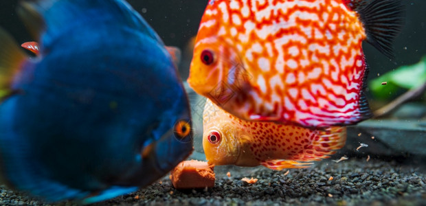 在水族馆里吃牛心肉方块在鱼上喂食的水族馆里多彩鱼高清图片