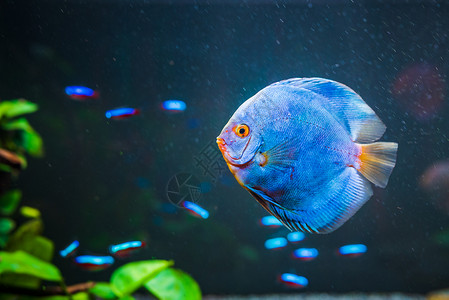 水族馆的蓝鱼淡水族概念复制空间青鱼太阳水族馆的关闭高清图片