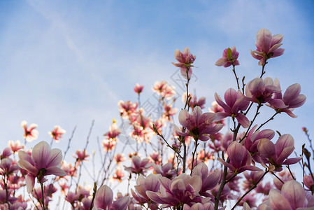 蓝色天空背景的树上有粉红木兰花蓝色天空的树上有粉红木兰花图片
