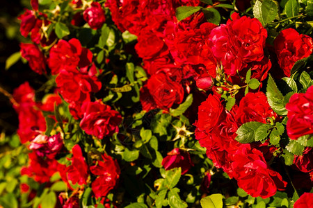 阳光明媚的一天阳光明媚的丛林上红玫瑰花图片