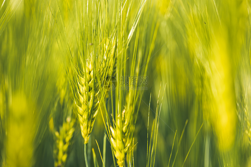 春季的田野绿色小麦选择焦点浅度的DOF背景幼苗黑麦农业概念春季的绿度小麦选择焦点浅度的DOF背景图片