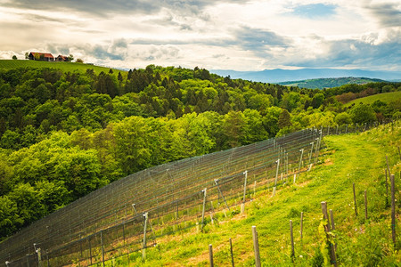 莱布尼茨农村的葡萄栽培高清图片