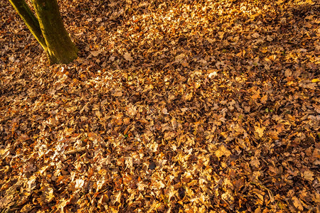 棕黄色和森林背景的秋叶干黄色和棕森林背景的秋叶干图片
