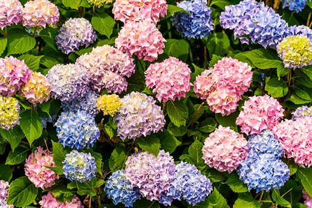 一束五颜六色的花在花园的粉蓝黄绿色背景下一束五颜六色的花图片