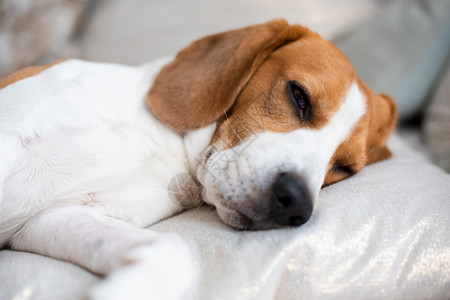 看着疲惫沮丧病态的概念原始照片比格尔狗在地毯上睡着图片