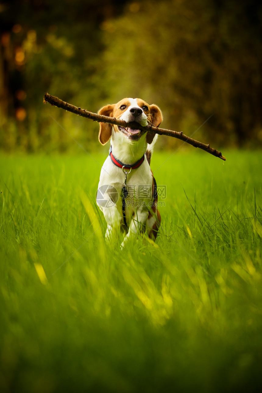 夏季户外草地上比格尔狗的乐趣跑来去用棍子在嘴中跳跃向着摄像机走来图片