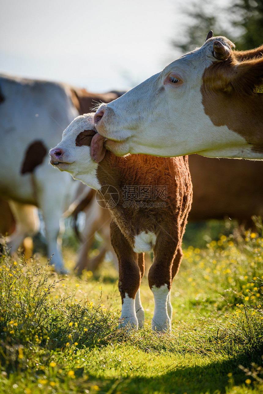 阿尔卑斯奥地利山草地上的牛群图片