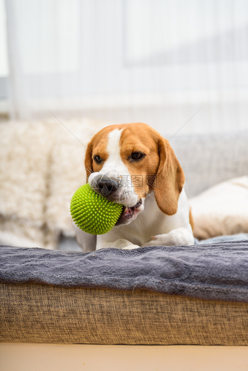 一只绿球在沙发上玩的比格尔狗图片
