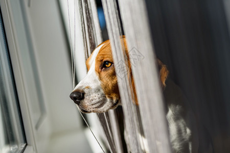 小猎犬透过窗户窗帘看太阳从房间的窗户落下小猎犬透过窗户看图片