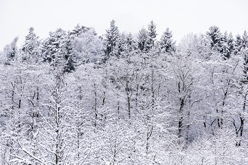 白冬风景林和农村地区图片