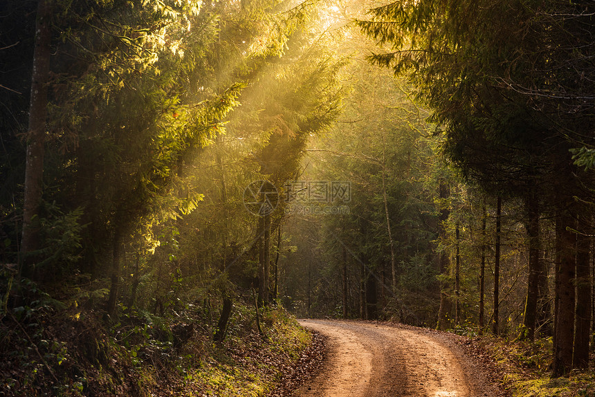 阳光透过雾林中的树木穿过森林的路阳光透过雾林中的树木穿过森林的小路图片