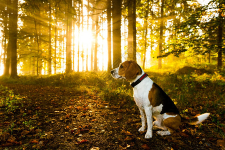 鸟狗坐在雾的秋天林中防晒阳光在树上闪耀秋天主题图片