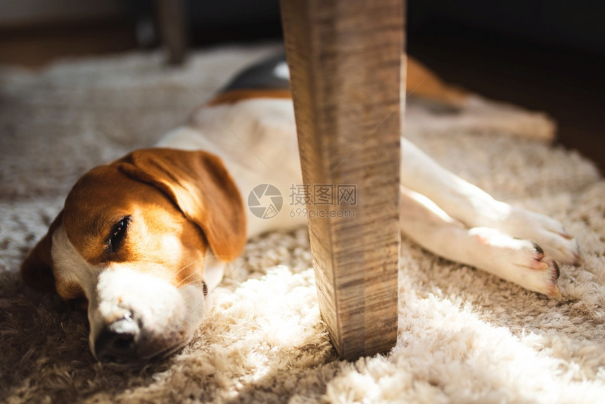 Beagle狗厌倦了躺在地毯板的桌子下可爱的狗背景亮的内部图片
