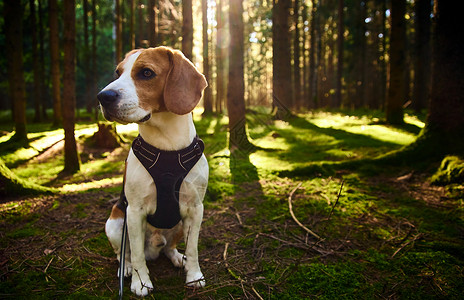 在阳光明媚的秋天森林里一只小狗警犬在寻找气味听树林的声音一只小狗在阳光明媚的秋天森林里背景图片