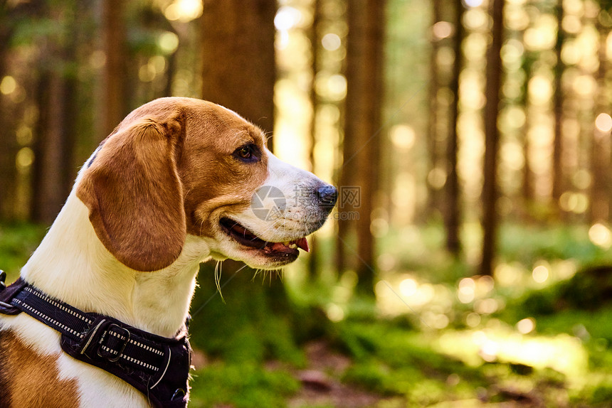 在阳光明媚的秋天森林里一只小狗警犬在寻找气味听树林的声音一只小狗在阳光明媚的秋天森林里图片