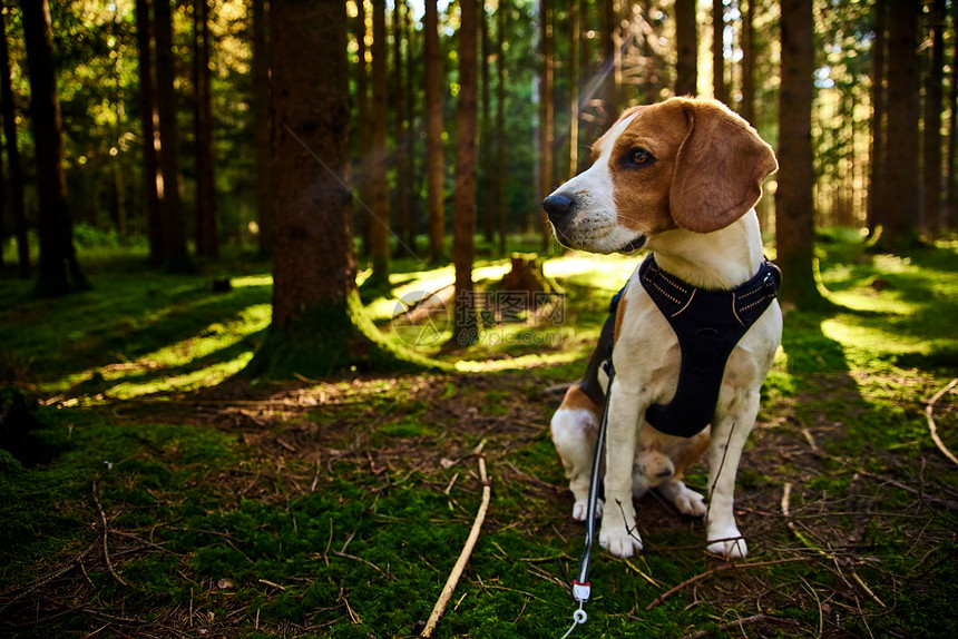 阳光明媚的秋天森林中小狗警示猎犬在寻找气味和听树林的声音警示猎犬在寻找气味图片
