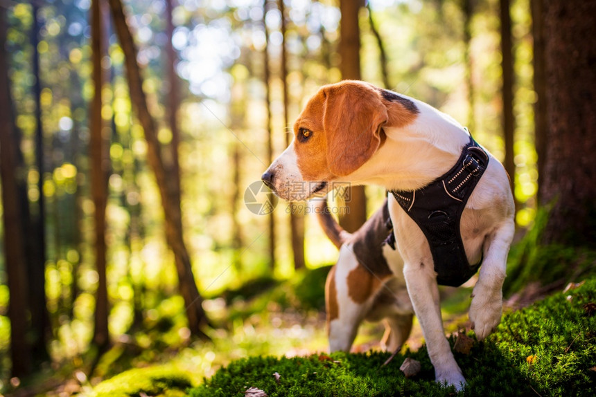 在阳光明媚的秋天森林里一只小狗警示着猎犬在寻找气味听着树林的声音猎犬概念阳光明媚的秋天森林里听着树的声音图片