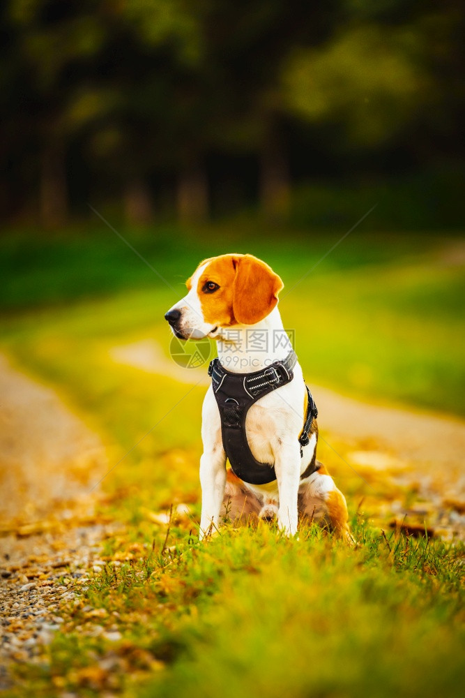 Beagle狗在田间走一条路Dog户外肖像狗在田间走一条路图片