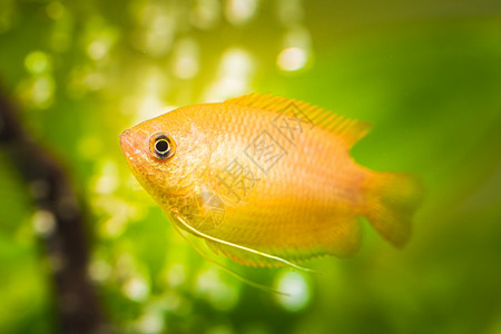 鱼缸中的蜜瓜拉米三甲酯热带水族馆鱼类图片