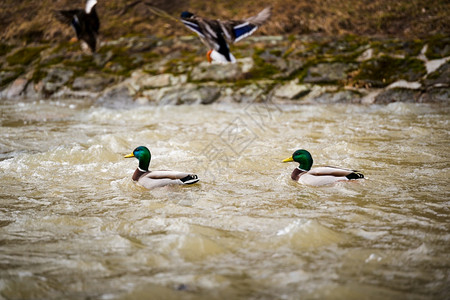 野鸭在河中游动野鸟在大自然中游动图片