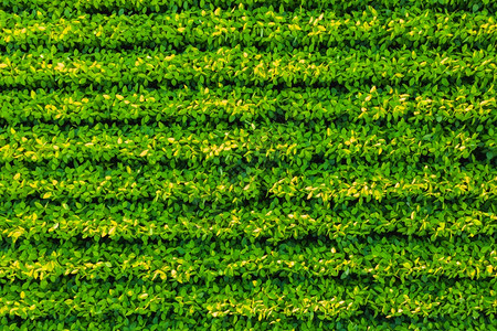 含有大豆种植物的田空中视图奥地利农业大豆种植物的田植物的田图片