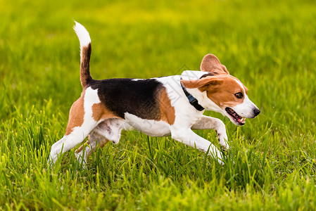 狗比格在春天以舌头跑跳过绿草地春天以舌头跑季图片