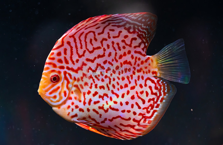关闭鱼缸中的红色热带鱼肉盘关闭红色热带鱼肉盘关闭红热带鱼肉盘图片
