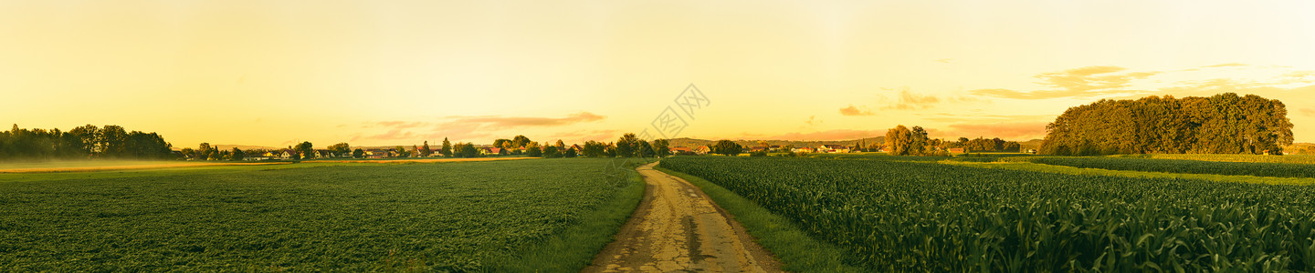 充满道路绿色玉米田和日落天空的景观全充满道路绿色玉米田和日落天空的美丽景观背景图片
