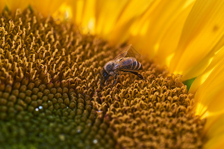 田地向日葵上的蜜蜂背景图片