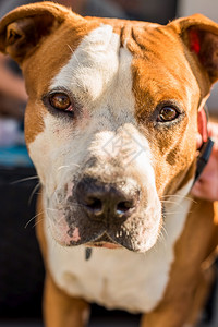 斯塔福德郡猎犬阿姆斯塔夫犬肖像斯塔福德郡猎犬阿姆斯塔夫狗在花园里图片