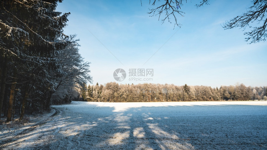 冬季风景森林农村观点图片