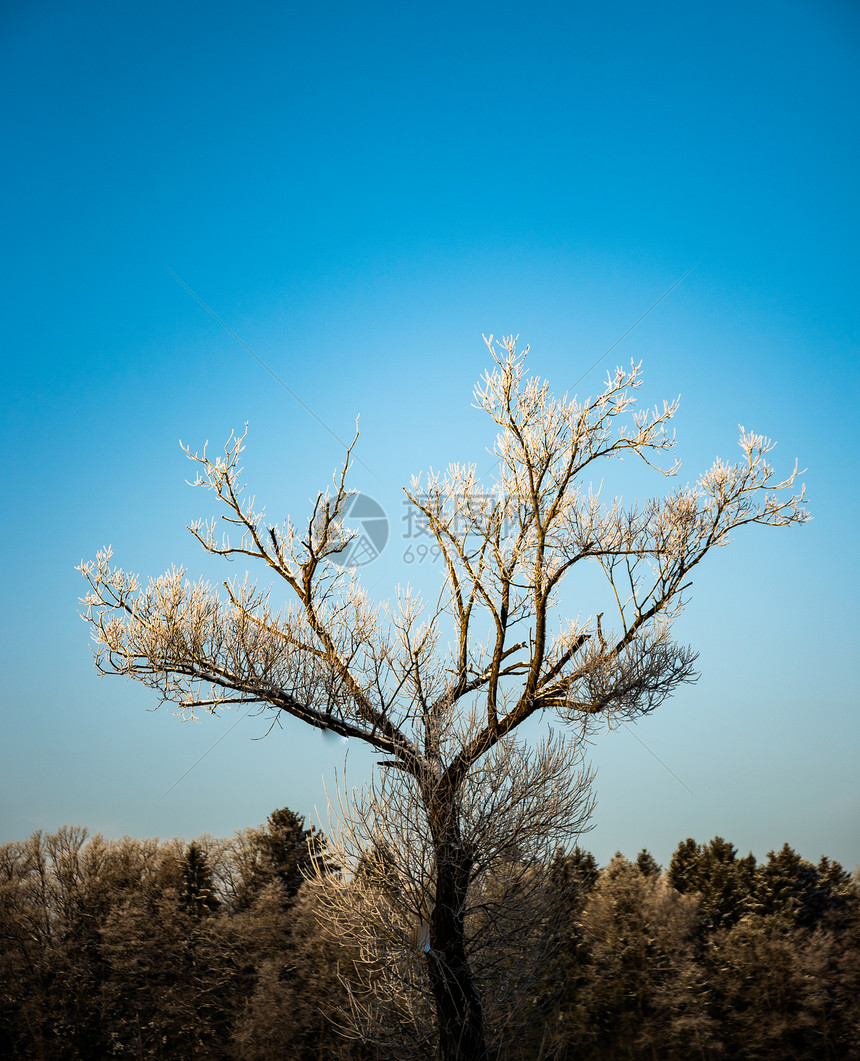 清晨阳光下寒冷的冬树图片