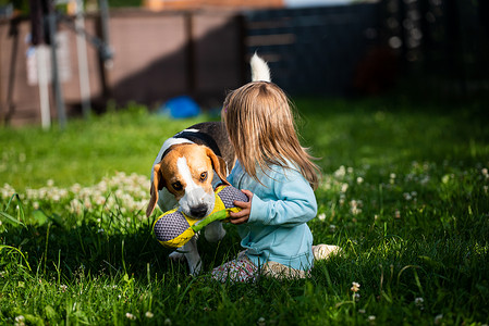 23岁的幼女在花园里玩小狗在花园里玩小狗在夏日追赶一个草地上玩具的女孩幼小23岁的童女在花园里玩小狗犬科动物高清图片素材