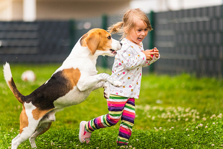 23岁的幼女在花园里玩小狗在花园里玩小狗在夏天追赶一个草地上玩具的女孩狗在后院里玩小狗的幼童23岁太阳高清图片素材