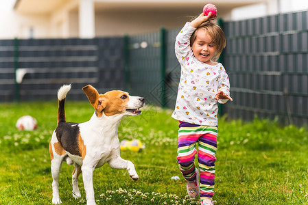 23岁的幼女在花园里玩小狗在花园里玩小狗在夏天追赶一个草地上玩具的女孩狗在后院里玩小狗的幼童23岁宝贝高清图片素材