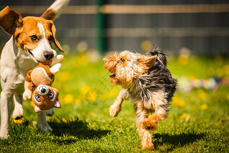 约基棕色的猎犬高清图片