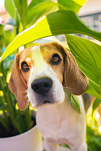 Beagle狗在户外绿叶之间的肖像警犬主题背景图片