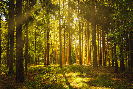 美丽的绿色森林太阳光穿过树木背景太阳光穿过树木图片