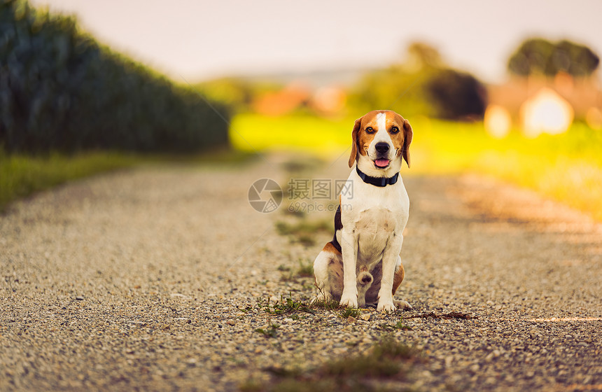 坐在农村路上的三色小狗肖像看着摄影机狗的背景一只三色小狗的肖像看着摄影机图片