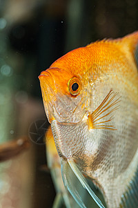 凤尾绿咬鹃女性的水族馆高清图片