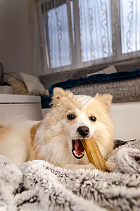 Pomeranian狗躺在毯子上咀嚼狗骨头小牙痒概念咀嚼狗骨头图片
