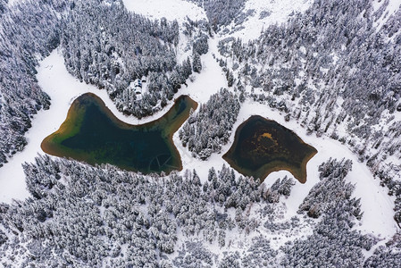空中观赏一个雪松林和绿湖奥地利的丛林见湖空中观赏一个雪松林和绿湖背景图片