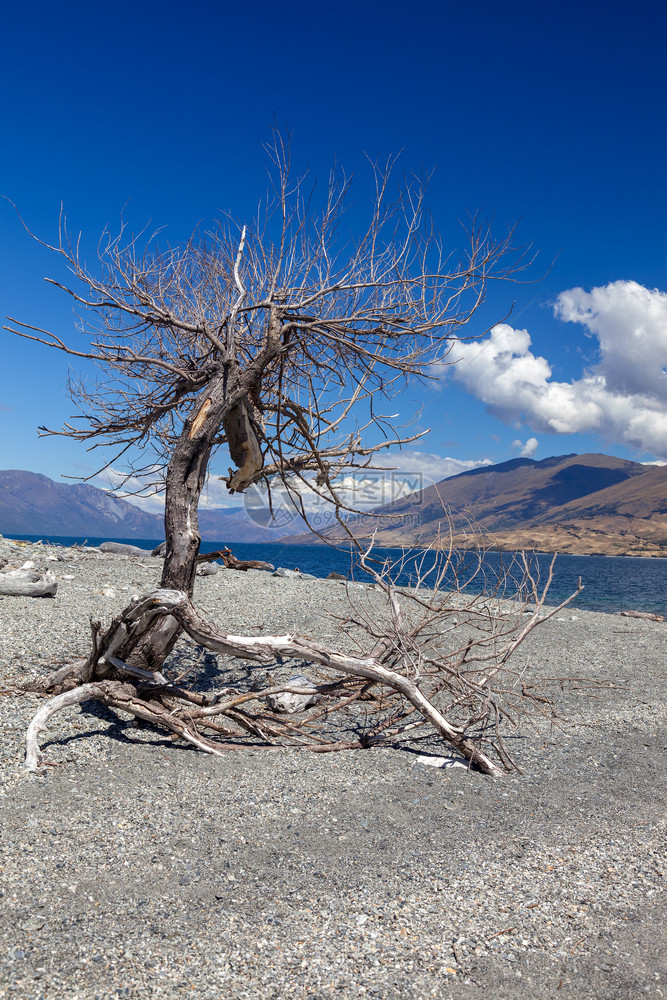 新西兰瓦纳卡湖岸上的死树图片