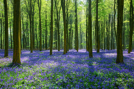 韦法姆森林的蓝铃背景图片