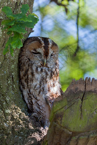 Tawny猫头鹰Strixaluco白天睡在树上绿高清图片素材