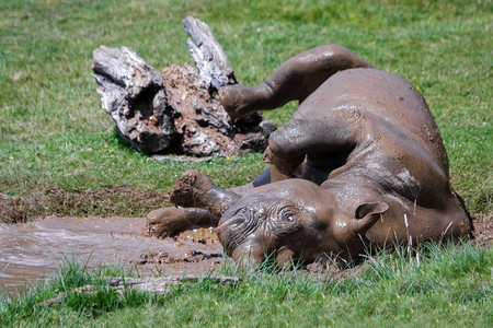 林普恩港野生动物和野生动物园里的滚轴犀牛犀牛科图片