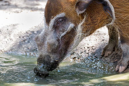 猪喝水哺乳动物小的高清图片