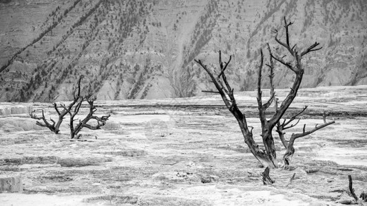 Mammoth温泉的死树图片