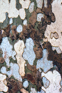 在蒙萨公园的一棵木板树上图片